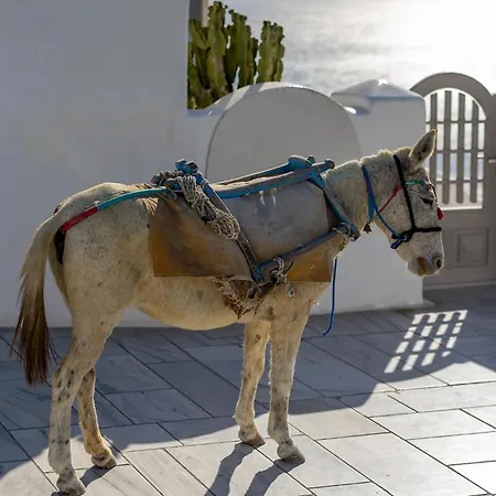 Santorini Sun